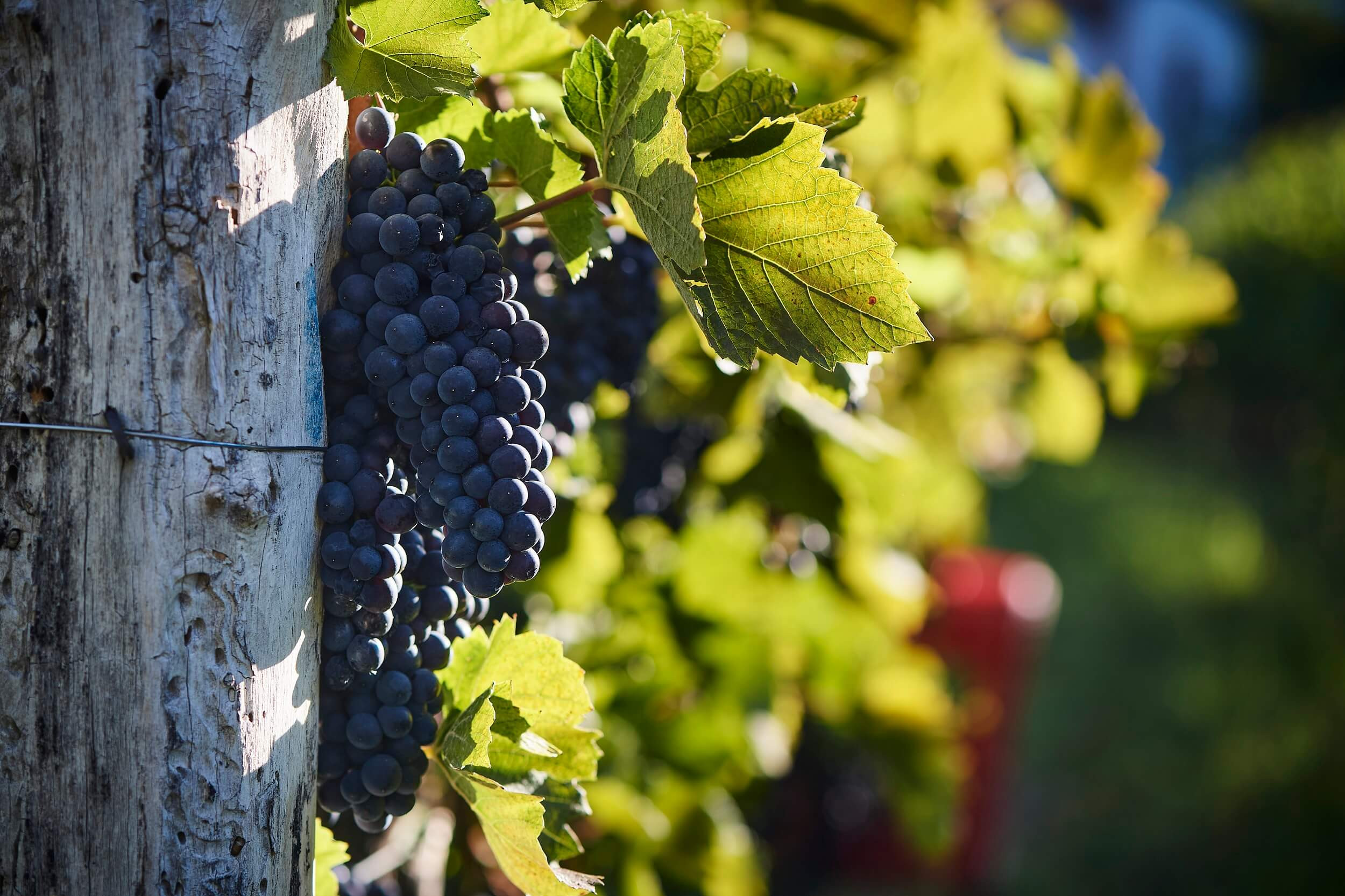 Bjana, Biljana   modri pinot  7756  3600   foto Marijan Mocivnik, studio ajd.si 1